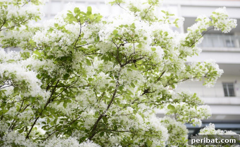 American Fringe Tree with delicate white, fringe-like flowers.