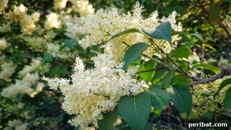 Japanese Tree Lilac with large, fragrant cream-colored flower clusters.