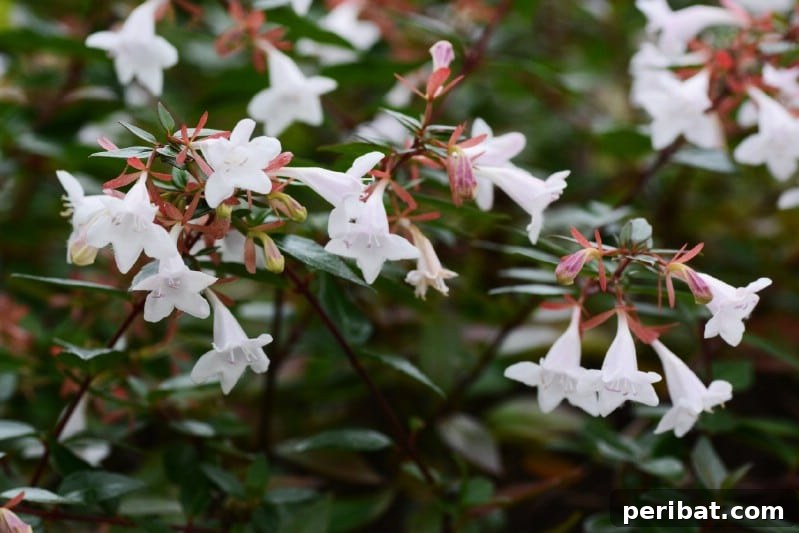 Glossy Abelia shrub with clusters of delicate light pink flowers.