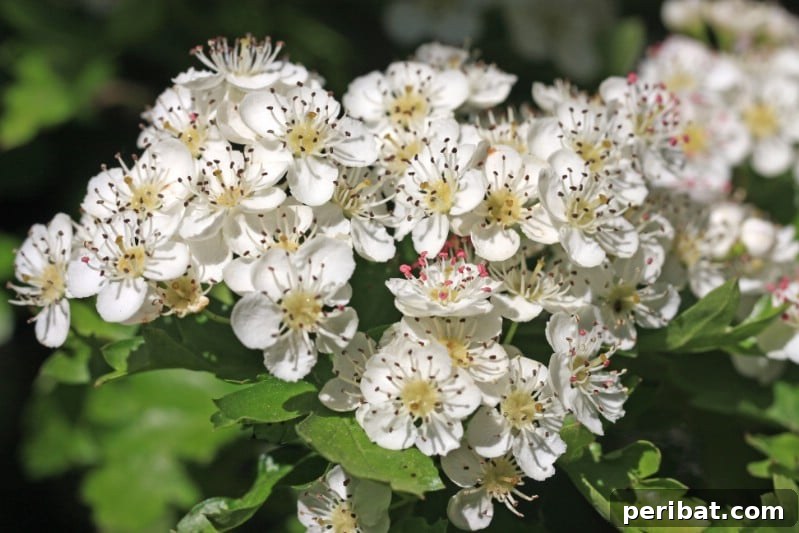 Hawthorn tree with fragrant white flowers and thorny branches.