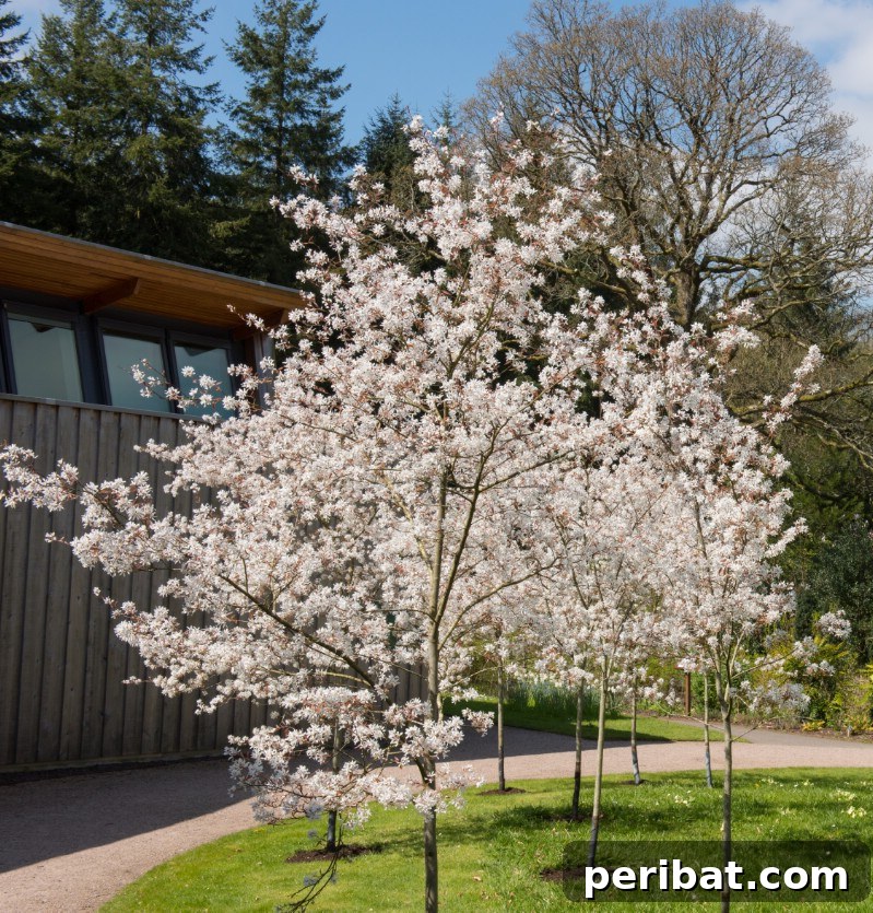 Serviceberry tree blooming with delicate white flowers in early spring.