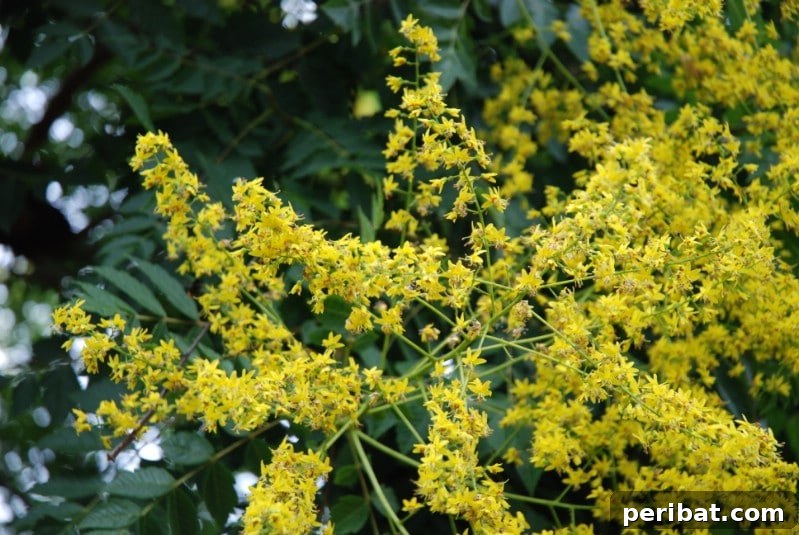 Goldenrain Tree with drooping clusters of bright yellow flowers.