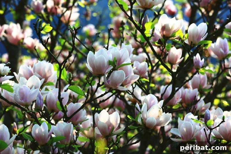 Southern Magnolia with large, creamy white flowers and glossy evergreen leaves.