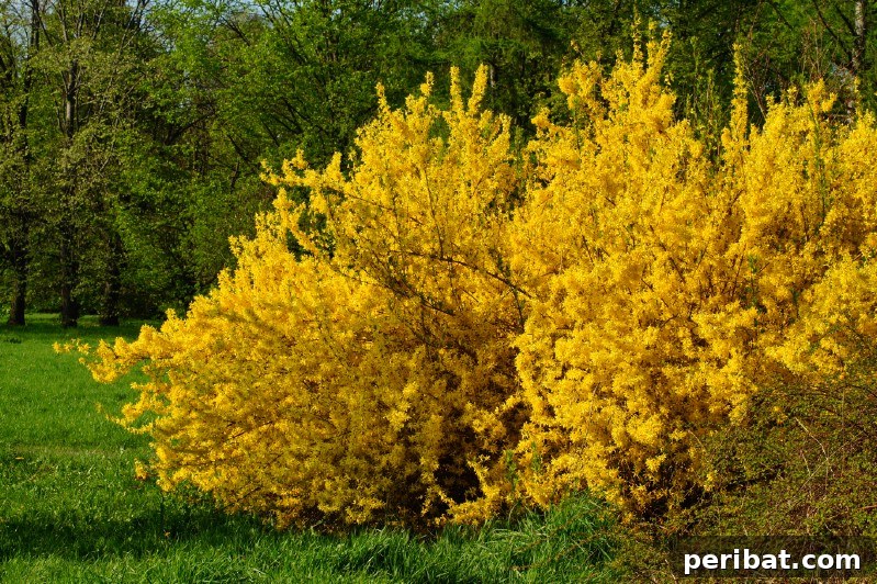 Forsythia bush with bright yellow flowers in early spring.