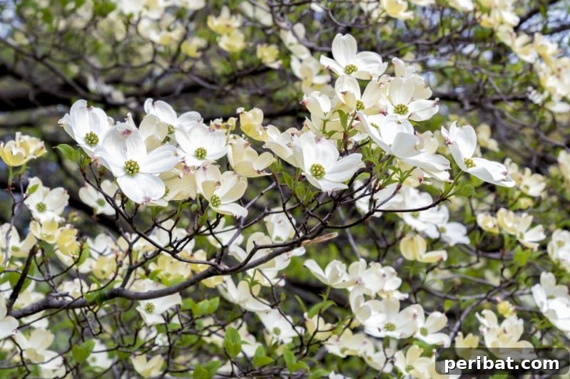 Hyperion Dogwood tree with abundant white flowers covering its branches.