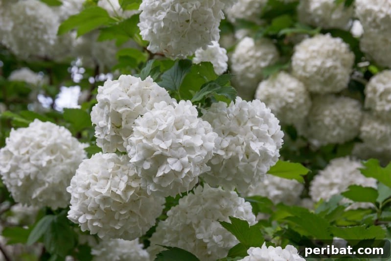 Tree Hydrangea with large, cone-shaped white flowers.