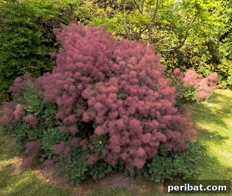 Smoke Tree with its characteristic wispy, smoky pink flower clusters.