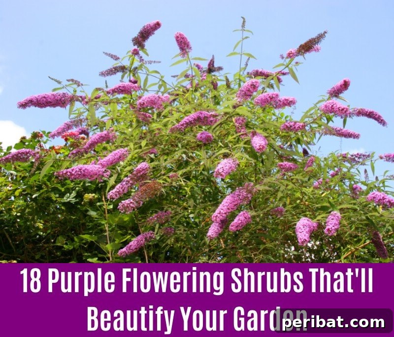 Butterfly Bush 