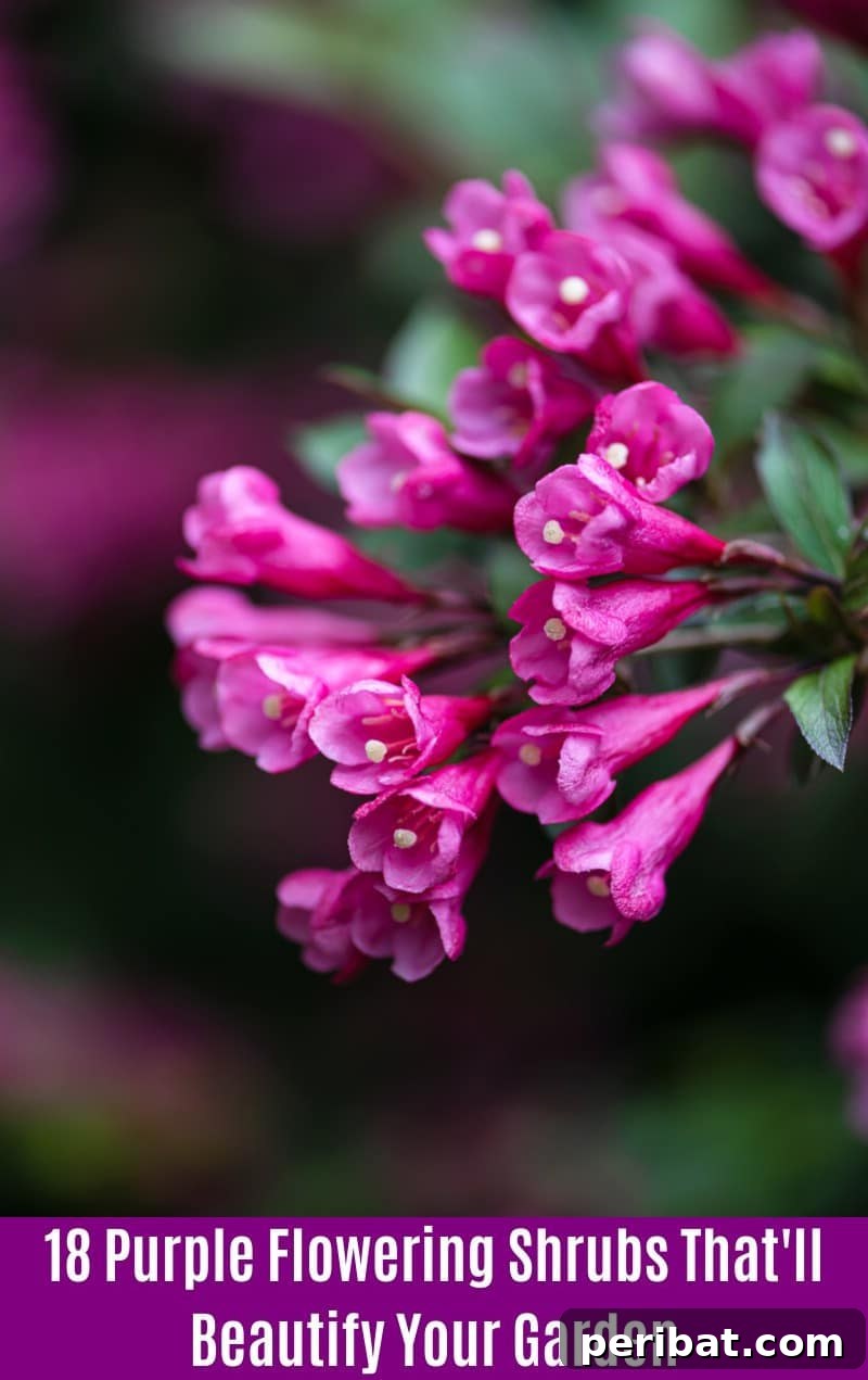 Weigela