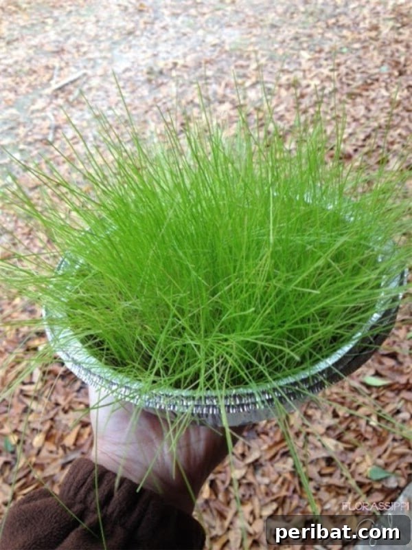 Pan of grass