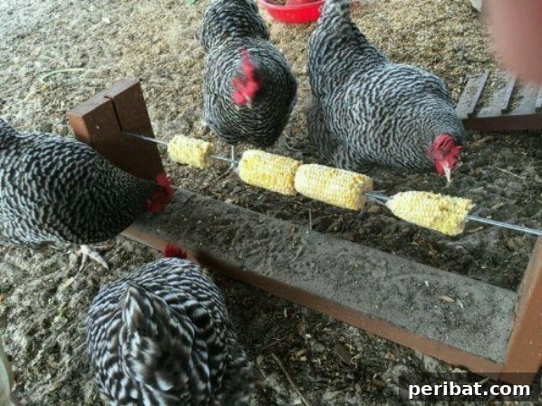 Corn on the cob on wire