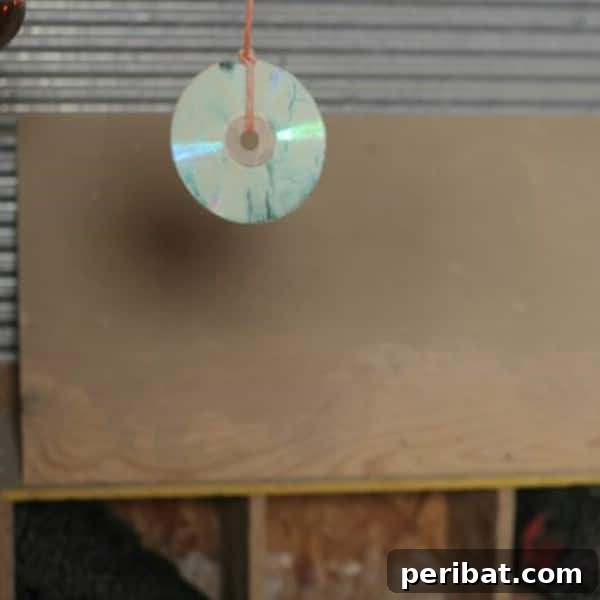 CD hanging in chicken coop