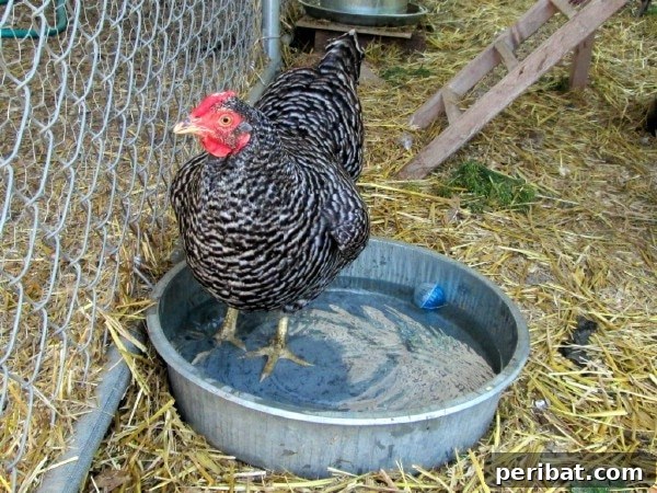 Chicken in pan of water
