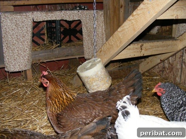 Chicken block of food hanging