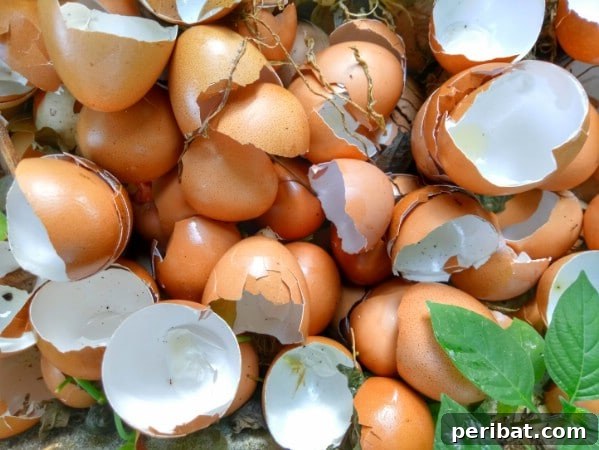 Egg shells