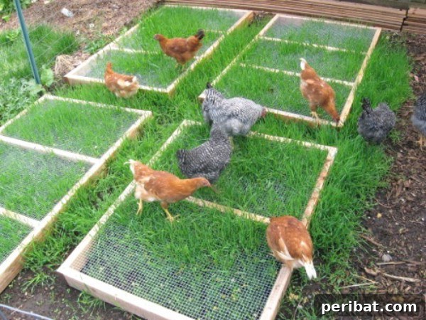 Grazing frames with chickens