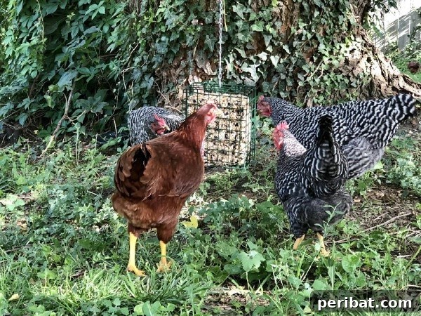 Chickens at suet feeder