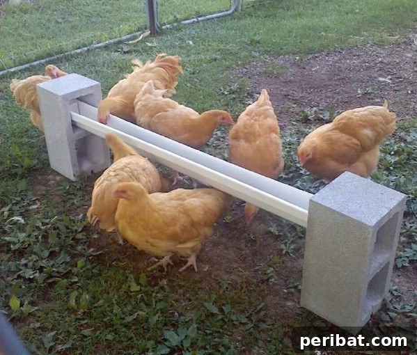 Chickens with block and gutter feeder
