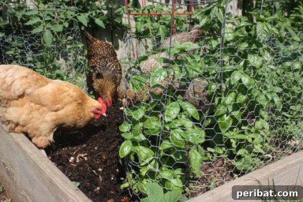 Chickens in garden