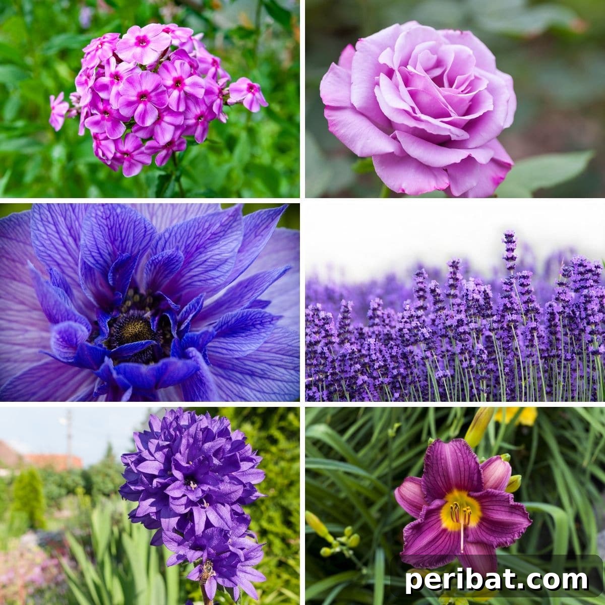Photo collage featuring various purple perennials from the post.
