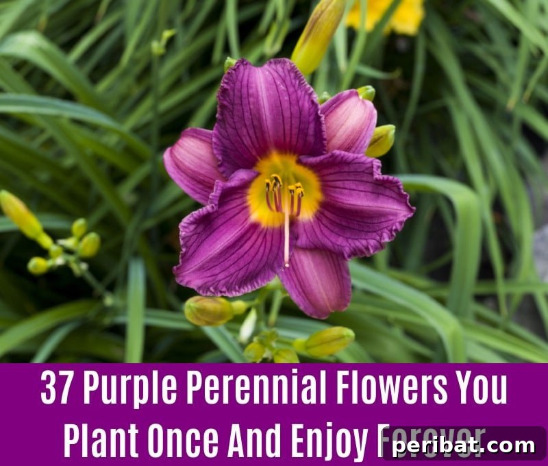 Daylily - Purple Perennial Flower