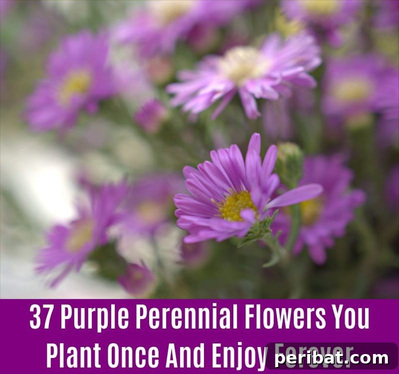 Tatarian Aster - Purple Perennial Flower