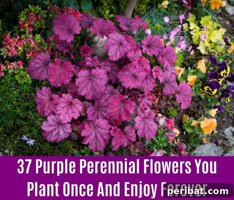 Coral Bells - Purple Perennial Flower