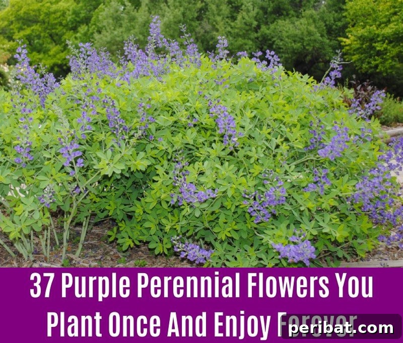 False Indigo - Purple Perennial Flower