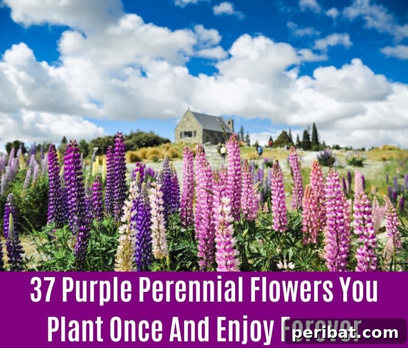 Russell Blue Lupine - Purple Perennial Flower