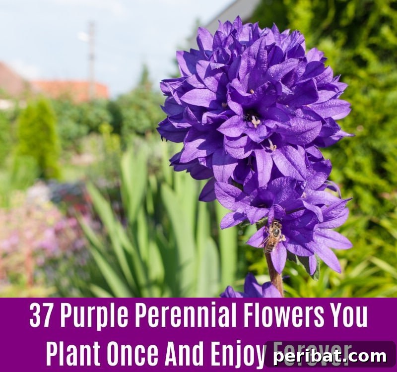 Clustered Bellflower - Purple Perennial Flower