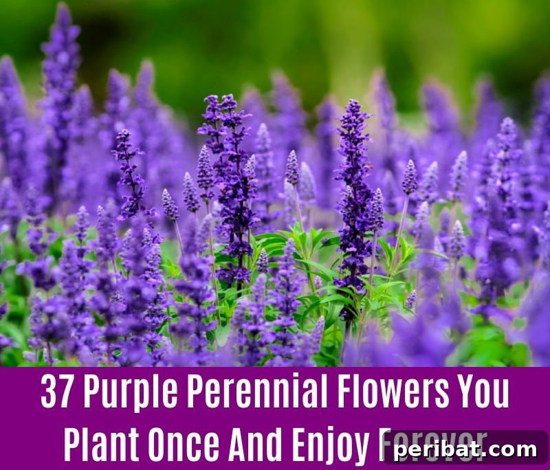 Perennial Salvia - Purple Perennial Flower