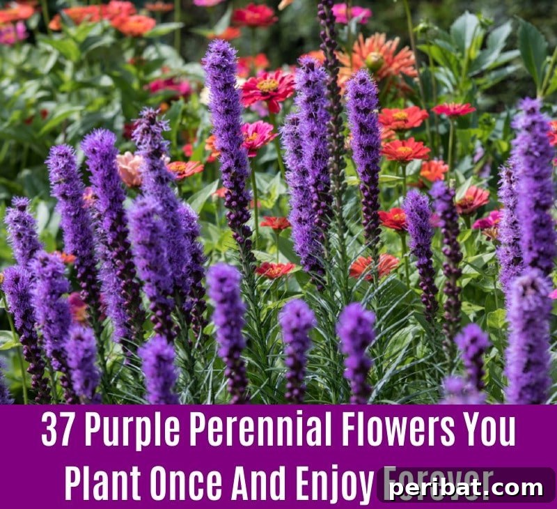 Blazing Star - Purple Perennial Flower