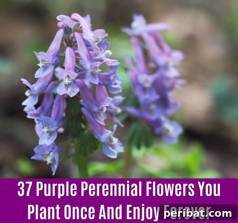 Corydalis - Purple Perennial Flower