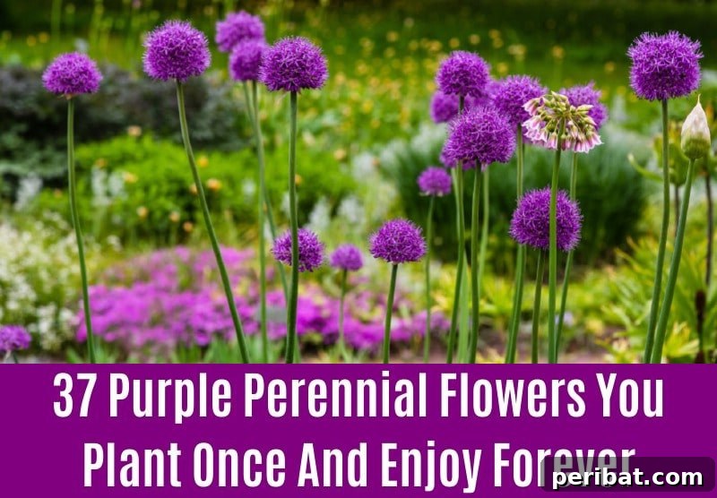Allium - Purple Perennial Flower
