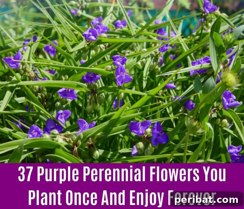 Tradescantia - Purple Perennial Flower