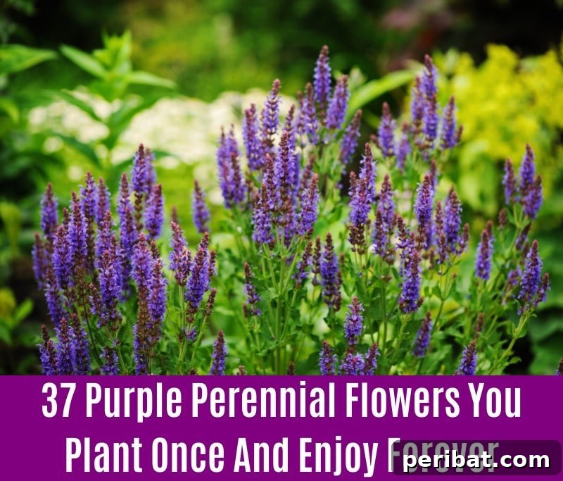 Veronicas - Purple Perennial Flower