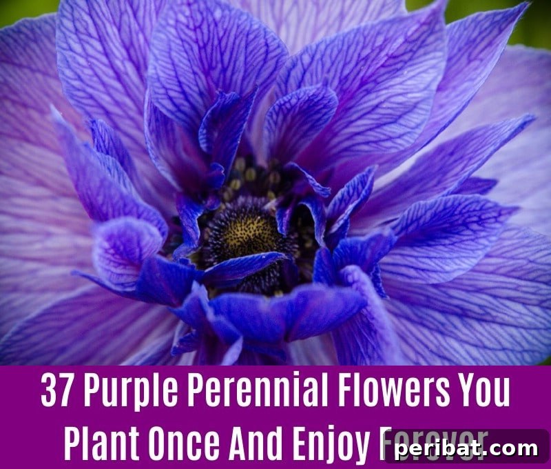 Anemone - Purple Perennial Flower