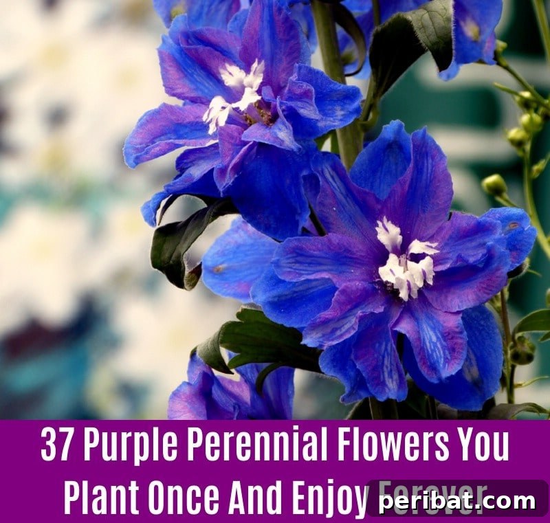 Delphinium - Purple Perennial Flower