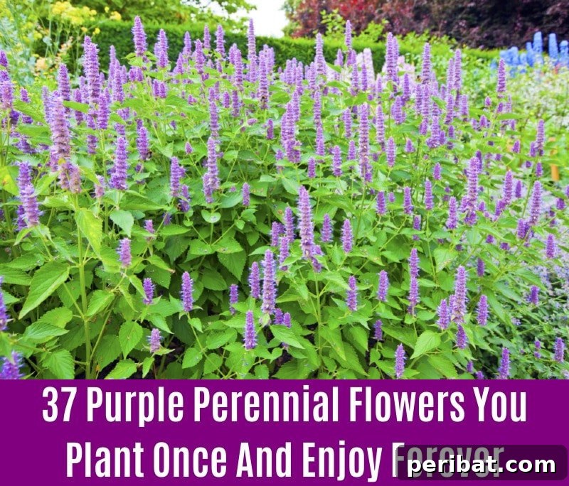 Anise - Purple Perennial Flower