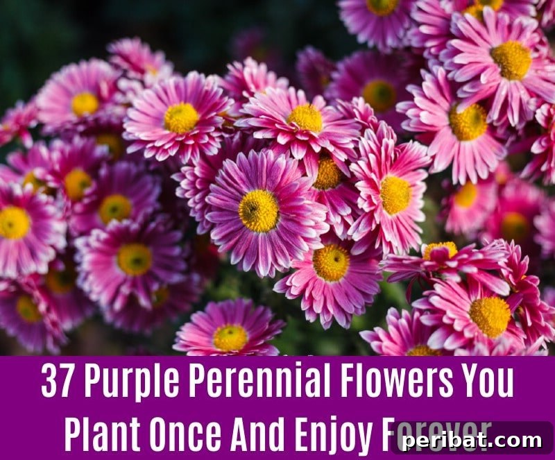 Chrysanthemums - Purple Perennial Flower