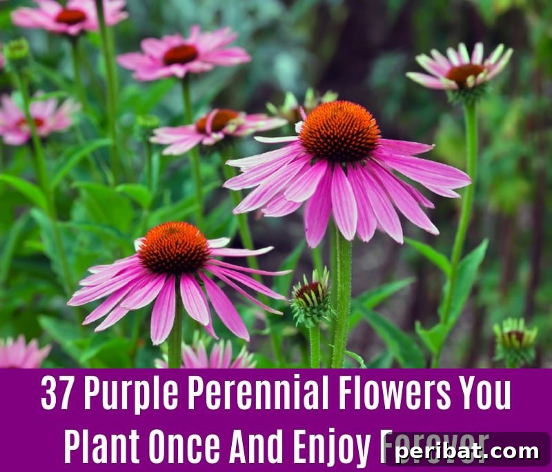 Coneflower - Purple Perennial Flower