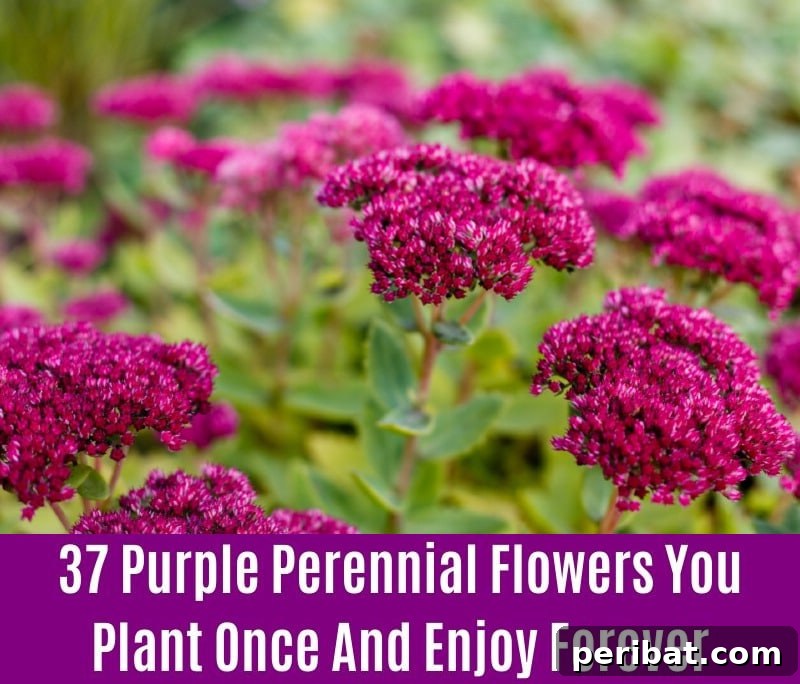 Sedum - Purple Perennial Flower