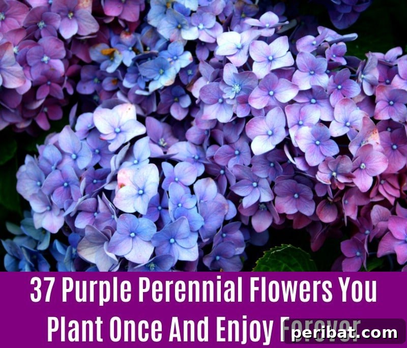 Hydrangea - Purple Perennial Flower