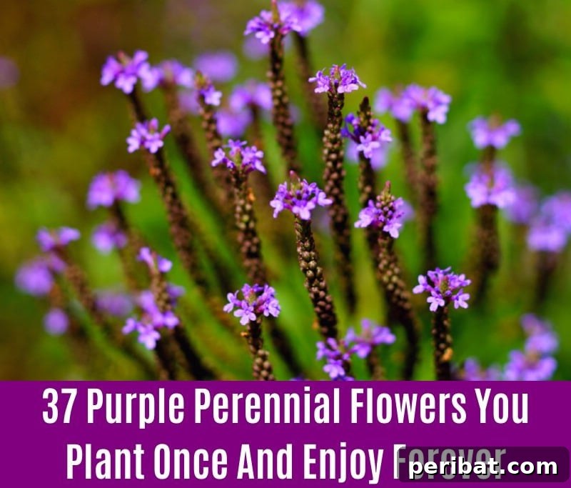 Vervain - Purple Perennial Flower