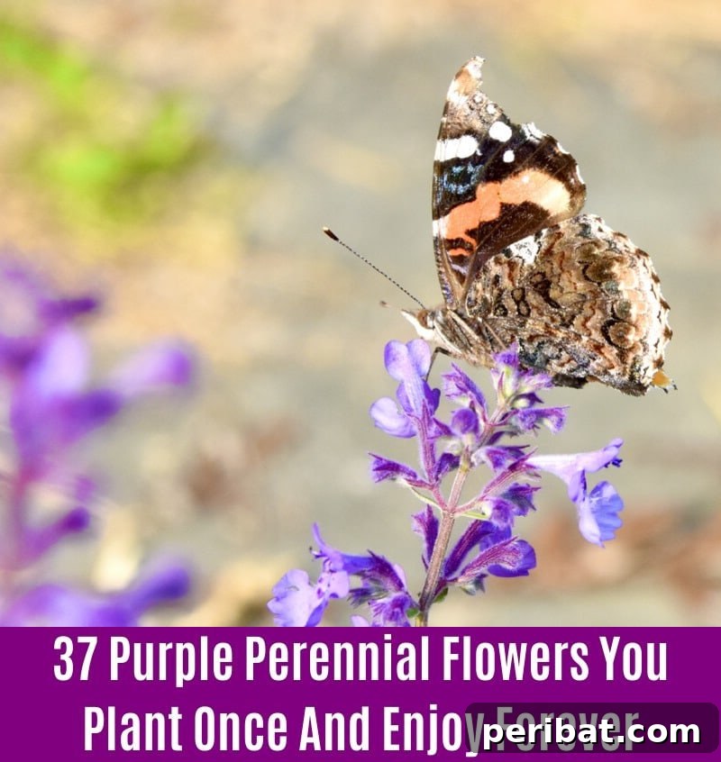 Catmint - Purple Perennial Flower