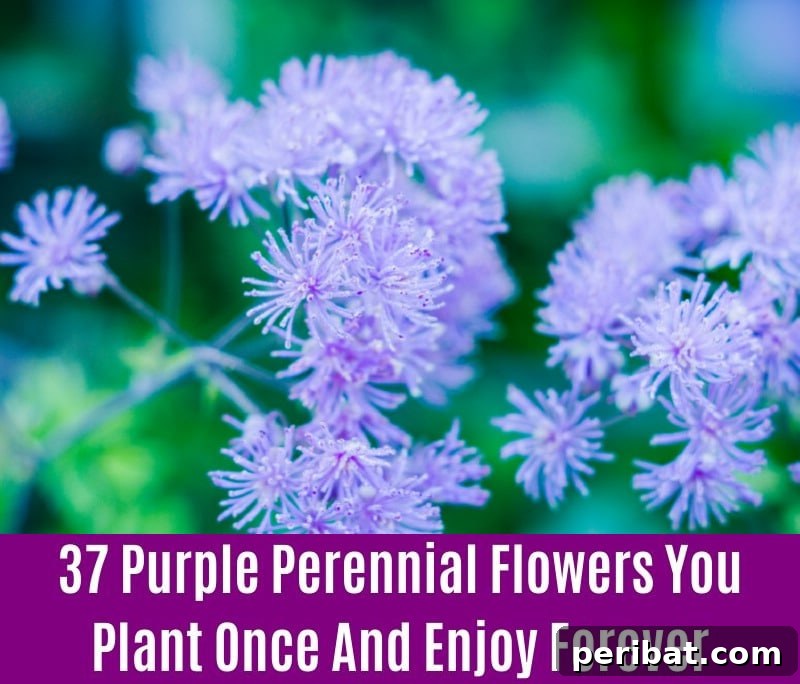 Meadow Rue - Purple Perennial Flower