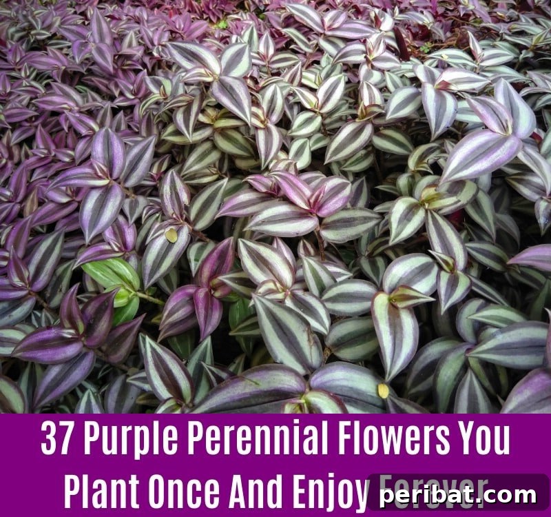 Purple-Leaved Spiderwort - Purple Perennial Flower