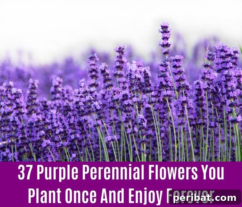 Lavender - Purple Perennial Flower