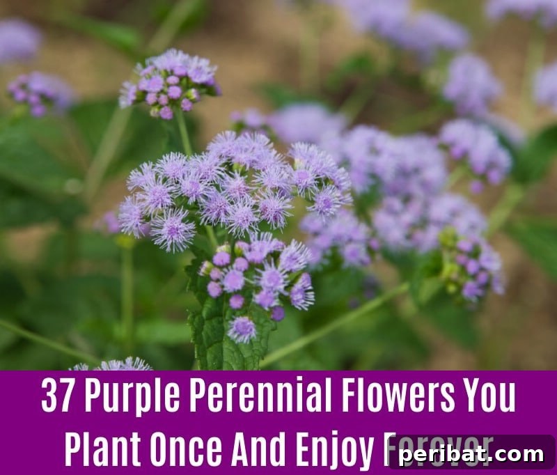 Mistflower - Purple Perennial Flower