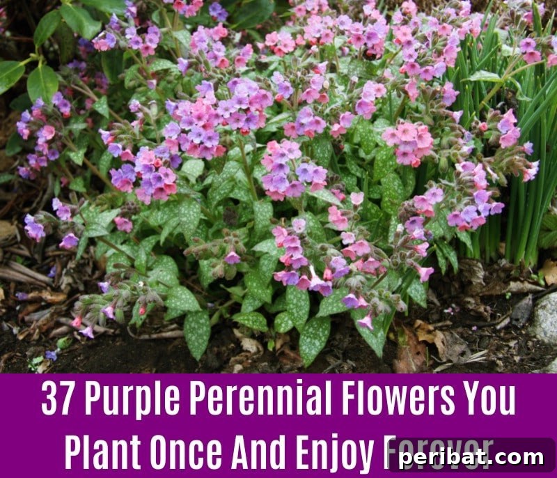 Lungwort - Purple Perennial Flower